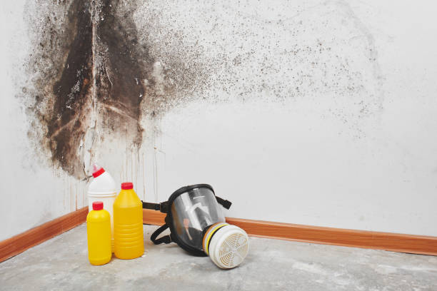 Best Toxic Mold Removal  in Seven Points, TX