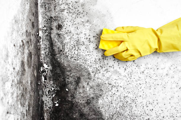 Best Mold Cleaning Services  in Seven Points, TX