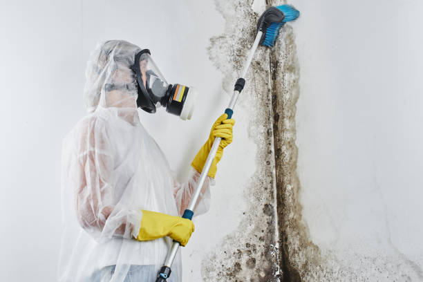 Best Mold Remediation Experts  in Seven Points, TX