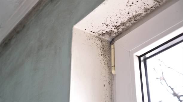 Best Local Mold Removal Service  in Seven Points, TX