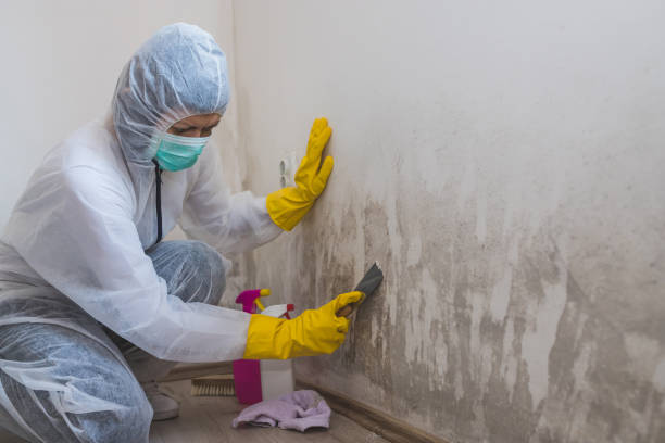 Best Mold Remediation Experts  in Seven Points, TX