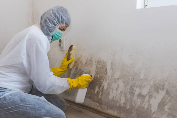 Best Emergency Mold Removal  in Seven Points, TX