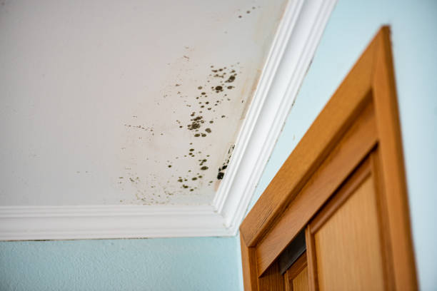 Best Commercial Mold Removal  in Seven Points, TX