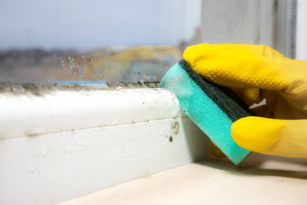 Best Mold Damage Repair  in Seven Points, TX