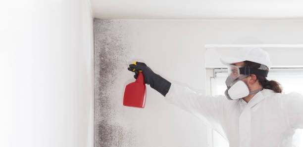 Best Residential Mold Removal  in Seven Points, TX