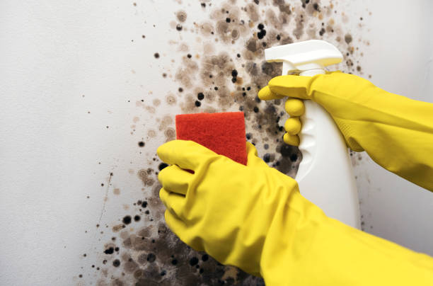 Best Mold Remediation Experts  in Seven Points, TX