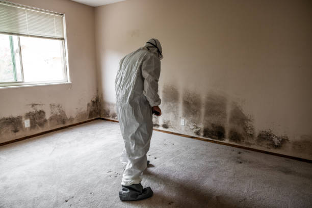Best Emergency Mold Removal  in Seven Points, TX