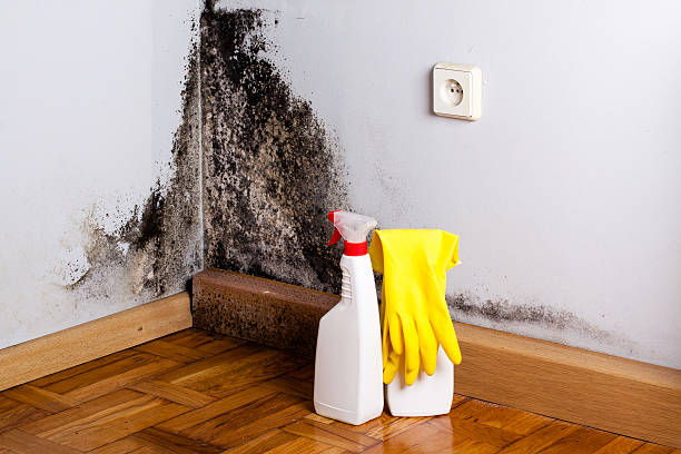 Best Professional Mold Removal  in Seven Points, TX