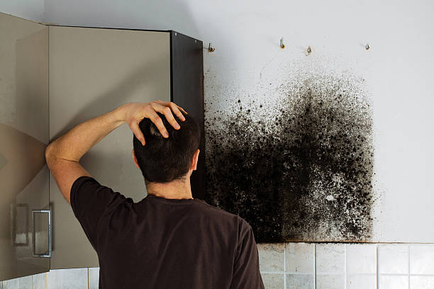 Best Mold Damage Repair  in Seven Points, TX