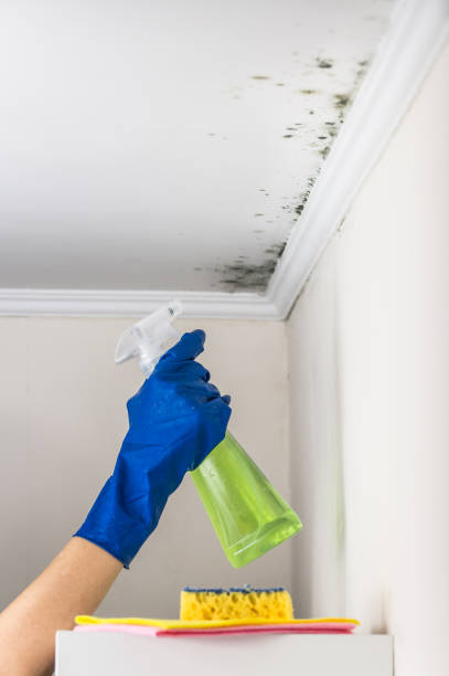 Best Certified Mold Removal  in Seven Points, TX